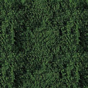 LOOFVLIES DONKERGROEN