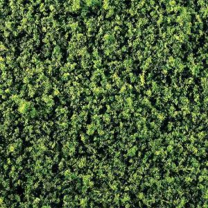 LOOFVLIES MIDDELGROEN