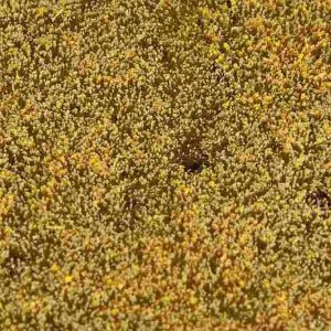 PREMIUM LANDSCHAPS-SEGMENT GRAANWEIDE